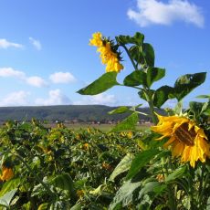 Feld bei Hajen Mueller.JPG