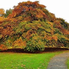 Suentelbuche Mueller