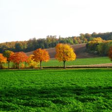 Herbst am Bueckeberg Mueller.JPG