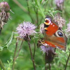 Pfauenauge Mueller.JPG