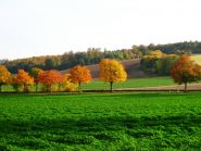 Herbst am Bueckeberg Mueller.JPG